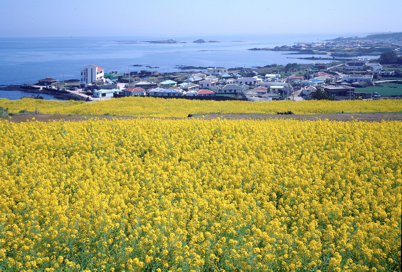 republic of korea, jeju island, jeju